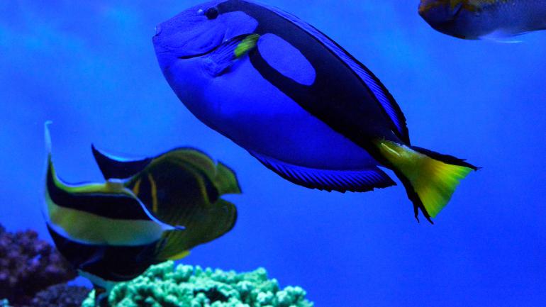 水族馆里的蓝色大刺尾鱼 水族馆里的蓝色大刺尾鱼