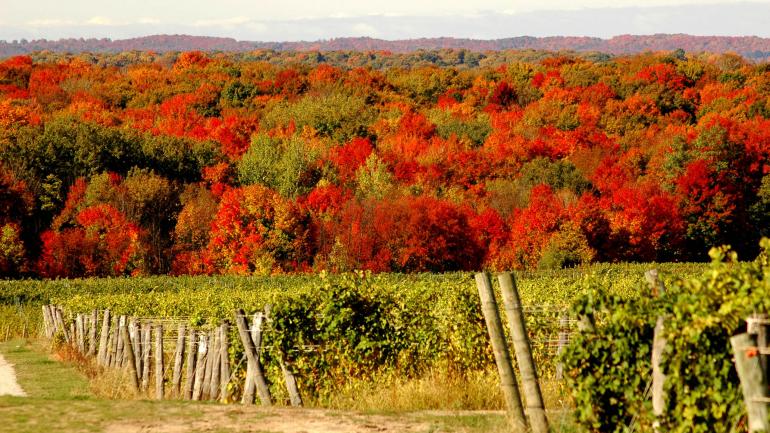 秋天美丽的酒庄