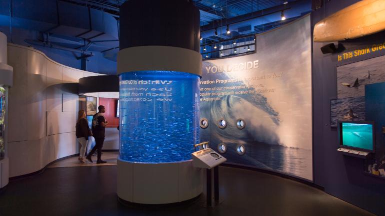 你可以在“探索湾区”展览发现凤尾鱼 你可以在“探索湾区”展览发现凤尾鱼