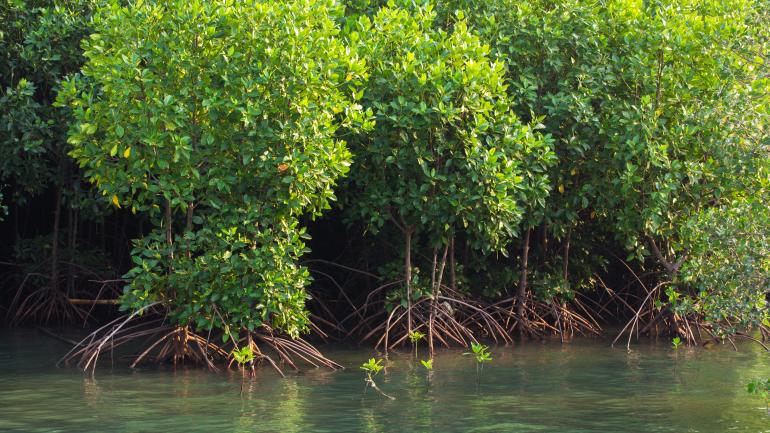 湿地的红树林,它们可以在盐水中生存 湿地的红树林,它们可以在盐水中生存