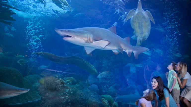 在佛罗里达水族馆看鲨鱼展的家庭