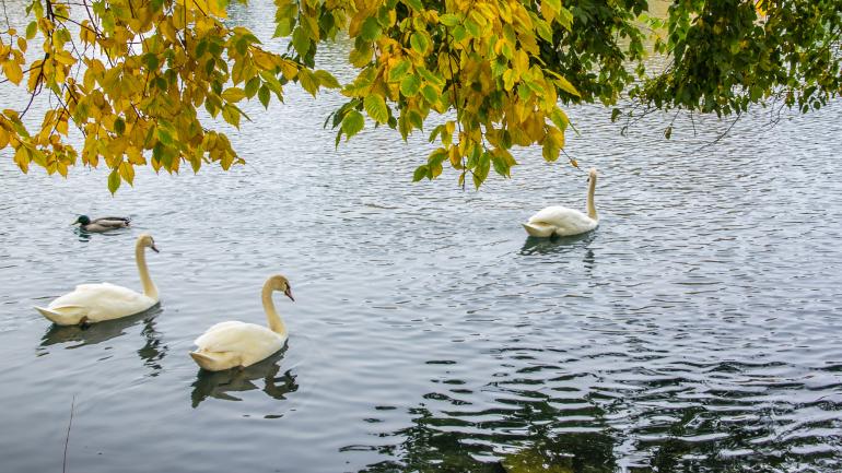 布罗德莫的翡翠谷牧场的天鹅 布罗德莫的翡翠谷牧场的天鹅