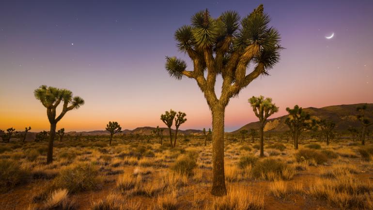 约书亚树国家公园的黄昏