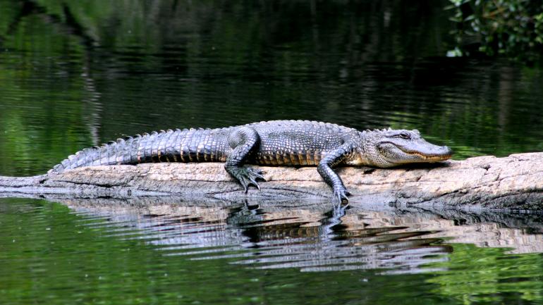 一只鳄鱼趴在路易斯安那沼泽地的圆木上日光浴