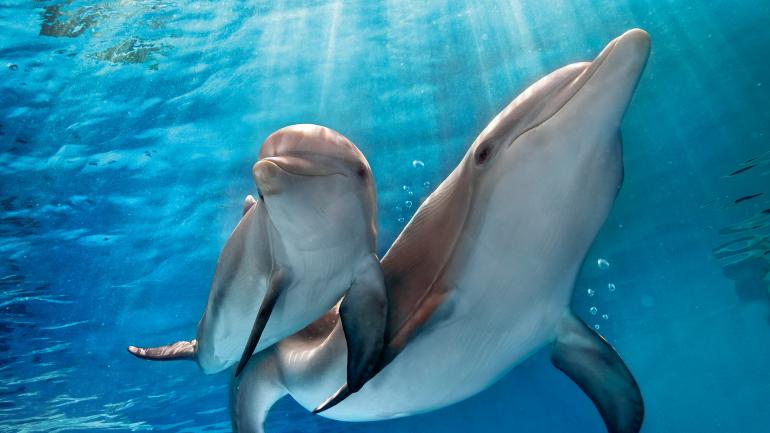 “温特”，一只失去了尾巴的海豚，和“希望”，一只从小失去母亲被健康中心收养的小海豚