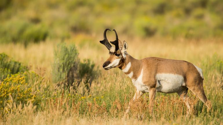 一只麋鹿在北部大平原驰骋 一只麋鹿在北部大平原驰骋