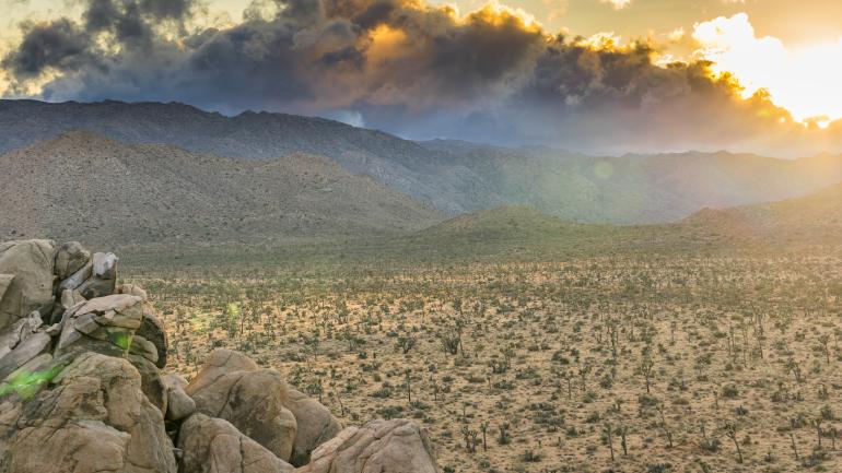约书亚国家公园的沙漠 约书亚国家公园的沙漠