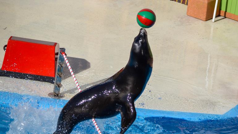 享受看海狮表演的乐趣 享受看海狮表演的乐趣