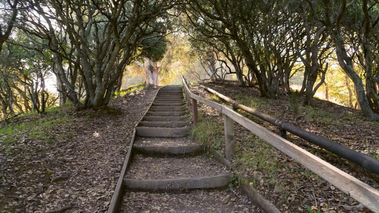 天使岛森林茂密的步道
