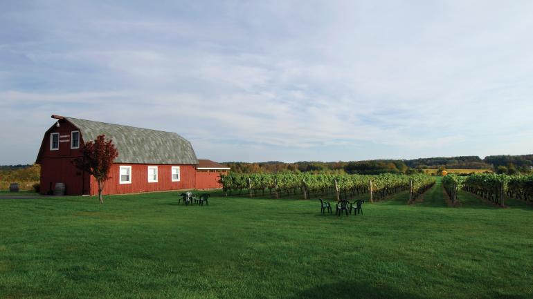 以冰酒闻名的西纽约地区的一处充满田野气息的葡萄园