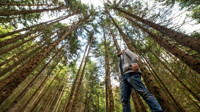 穆尔红杉森林 穆尔红杉森林