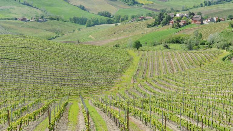 绵延不绝的纳帕谷酒庄地