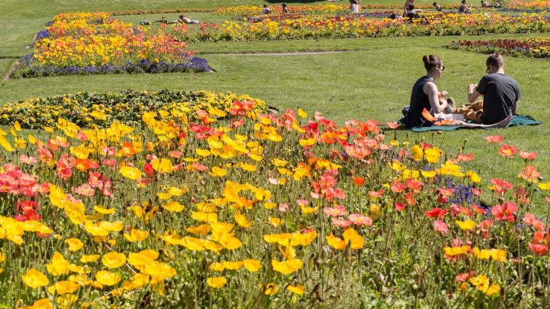 在金门公园的草坪上休息 在金门公园的草坪上休息