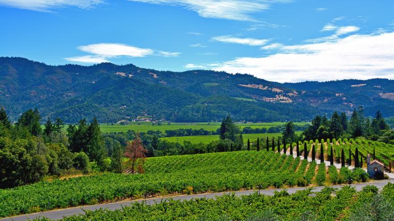 纳帕谷葡萄庄园