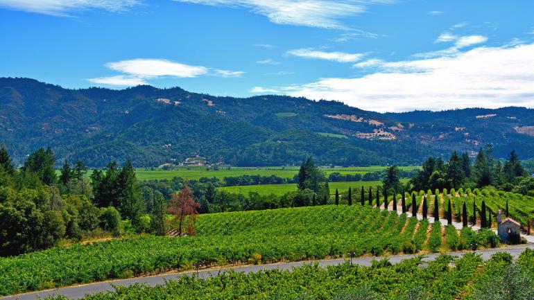 茂密碧绿的纳帕谷酒庄园