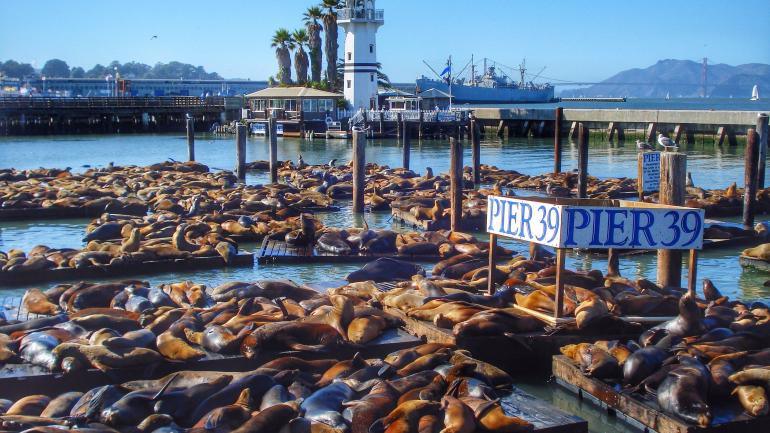 渔人码头的海狮