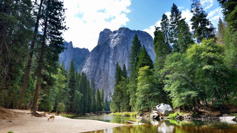 优胜美地美丽的松树林