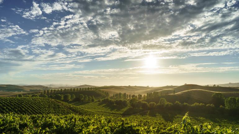 索诺玛谷酒庄的落日