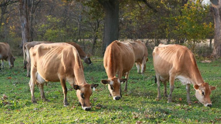 奶牛们在草地上吃草 奶牛们在草地上吃草