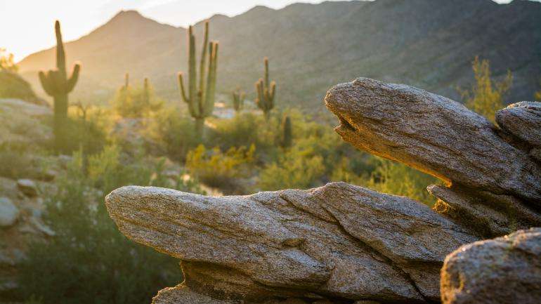 南山公园内巨人柱仙人掌和山峰前的岩石地形
