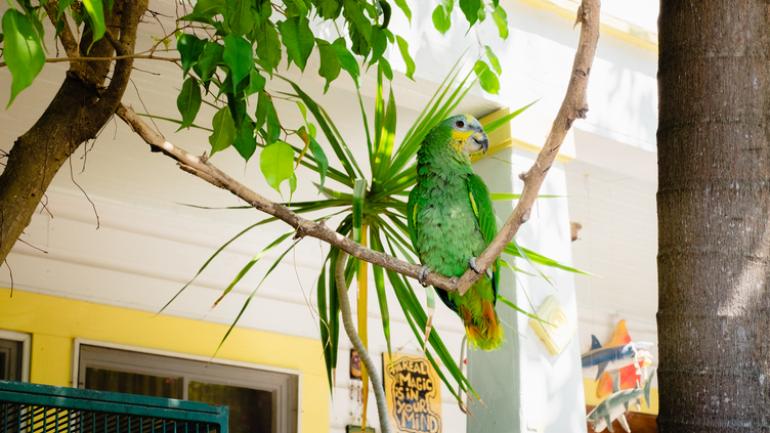 基韦斯特鹦鹉 基韦斯特鹦鹉