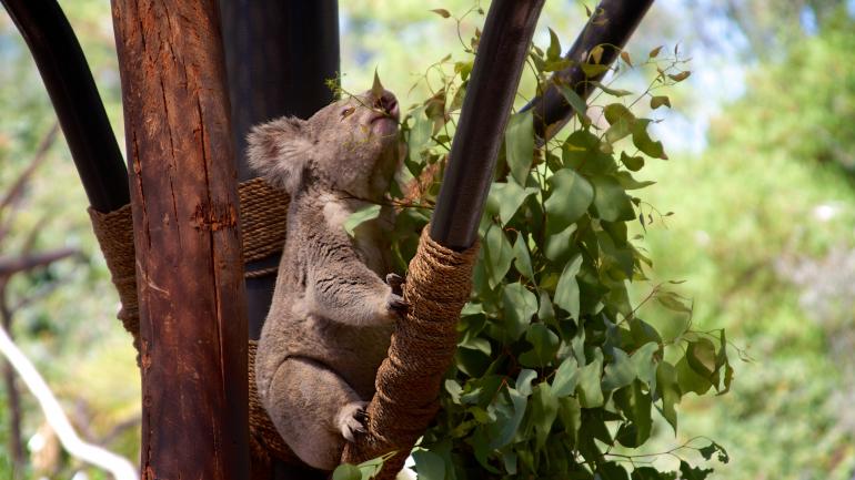 圣迭戈动物园里的考拉