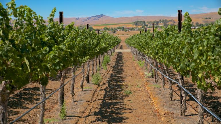 McGrail红酒厂风景