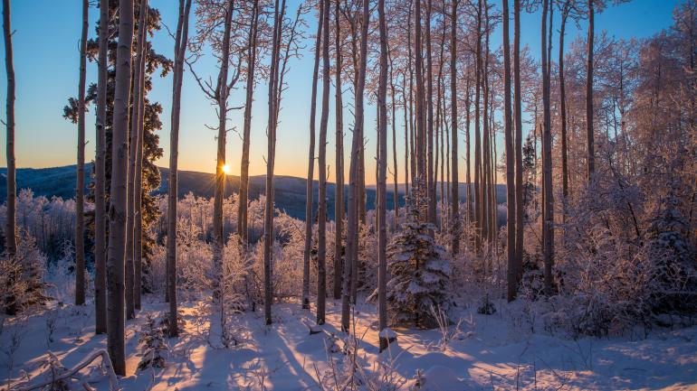 参加费尔班克斯冬季运动之旅，在林间欣赏令人惊叹的美景