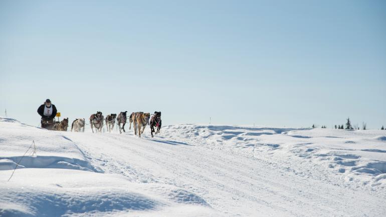 一群在雪景中滑行的雪橇犬