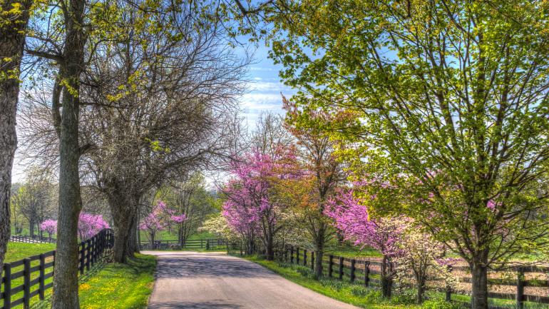 列克星敦外鲜花遍地的乡间小路