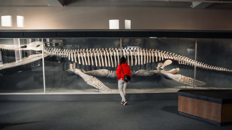 哈佛自然历史博物馆中展出的克柔龙骨骼标本