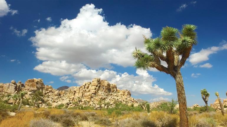 加利福尼亚州棕榈泉外的约书亚树国家公园