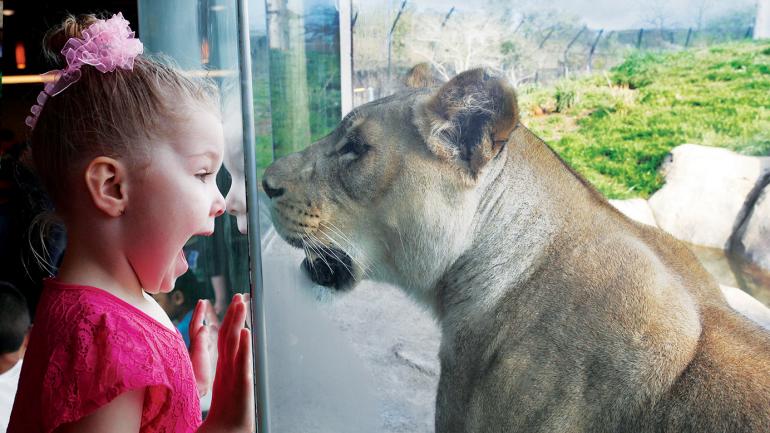 在达拉斯动物园与狮子共度一段难忘的时光 在达拉斯动物园与狮子共度一段难忘的时光
