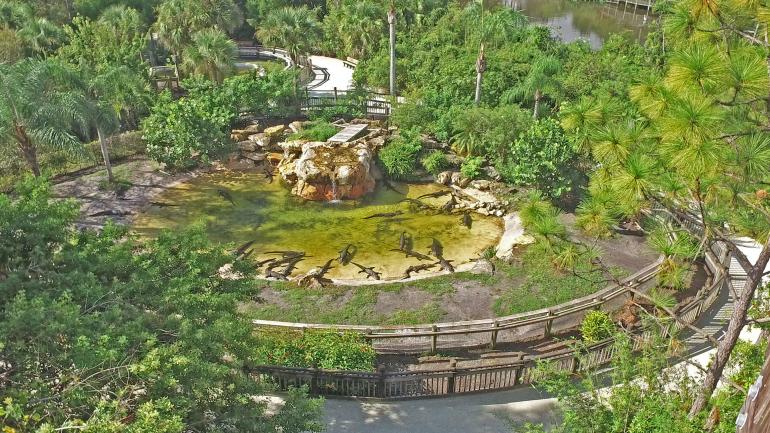 佛罗里达州奥兰多鳄鱼乐园中的一处鳄鱼栖息地