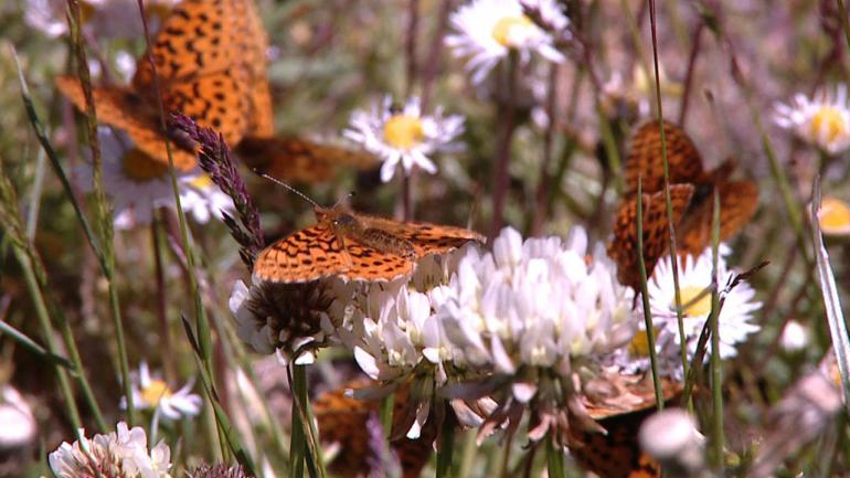 Marys Peak 山峰上飞舞的蝴蝶和盛开的野花