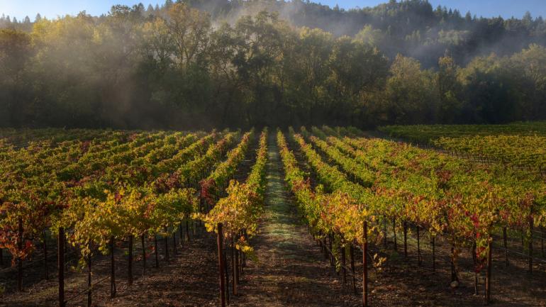 索诺马的葡萄园