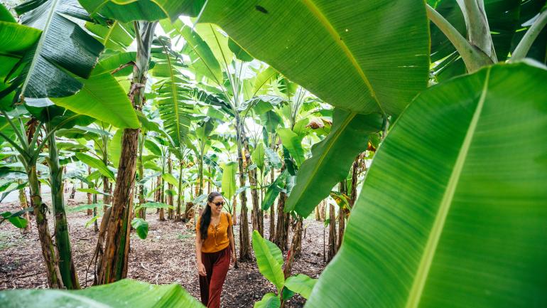 在火烈鸟花园的亚热带树冠下徒步探索