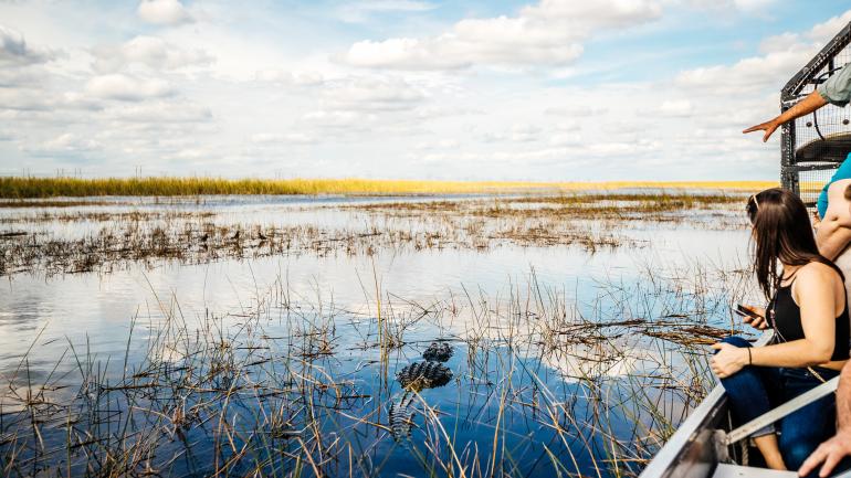 参加大沼泽地汽艇观光之旅，寻觅短吻鳄的芳踪