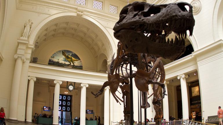 苏(SUE)是菲尔德博物馆展出的雷克斯暴龙巨大骨架