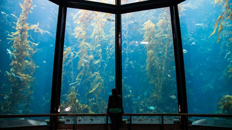 蒙特利湾水族馆的海藻林展览