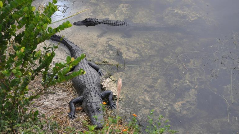 在大沼泽地国家公园里观赏短吻鳄
