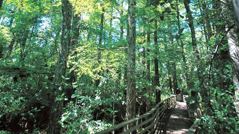 奥杜邦螺旋沼泽鸟兽禁猎区蜿蜒穿过森林的木板路