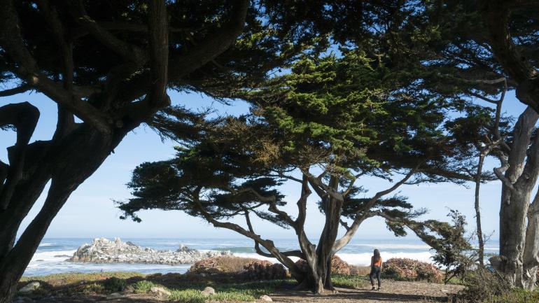 圆石滩 17 英里车道沿路的海岸景色