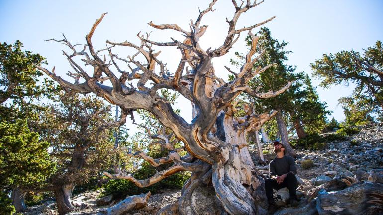 大盆地国家公园中的一棵参天狐尾松 大盆地国家公园中的一棵参天狐尾松