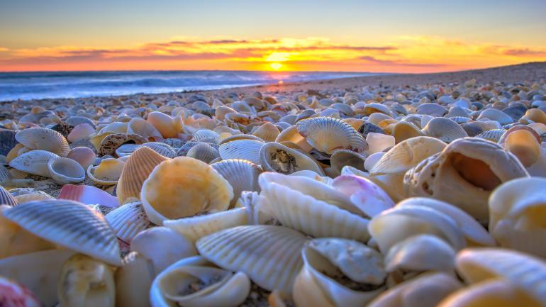 斯图尔特的哈钦森岛，海岸边排列有众多贝壳