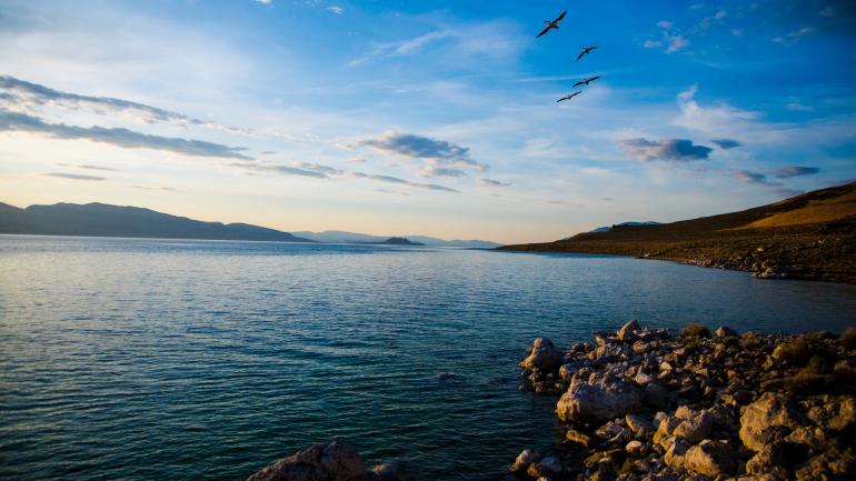 在金字塔湖面上翱翔的鹈鹕 在金字塔湖面上翱翔的鹈鹕