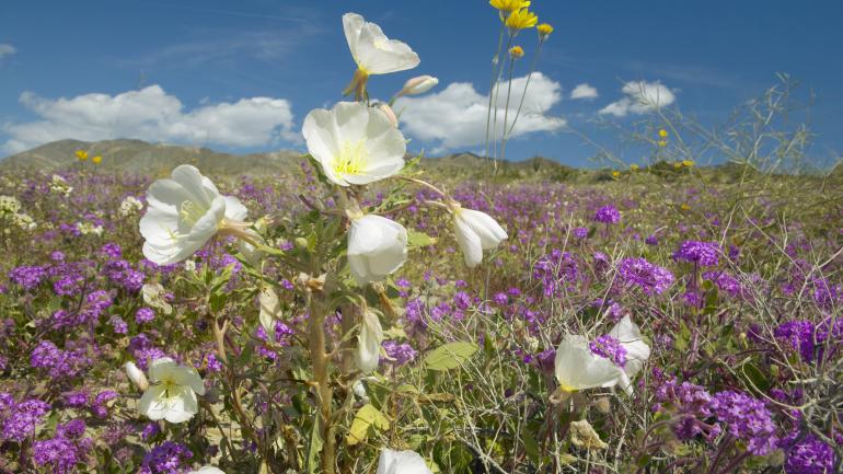 安沙波列哥沙漠州立公园内绽放的沙漠百合和其他野花 安沙波列哥沙漠州立公园内绽放的沙漠百合和其他野花