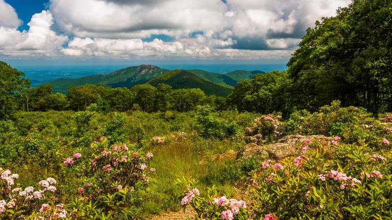 仙纳度国家公园中的山月桂勾勒出一幅绝美的画面 仙纳度国家公园中的山月桂勾勒出一幅绝美的画面