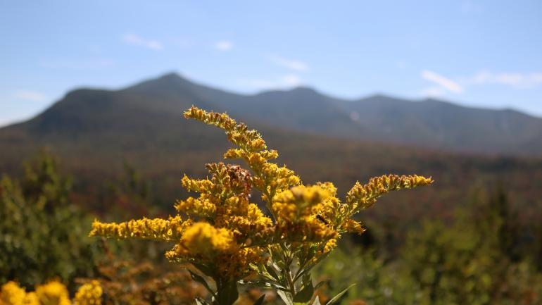 绿山国家森林内开得正欢的黄花 绿山国家森林内开得正欢的黄花