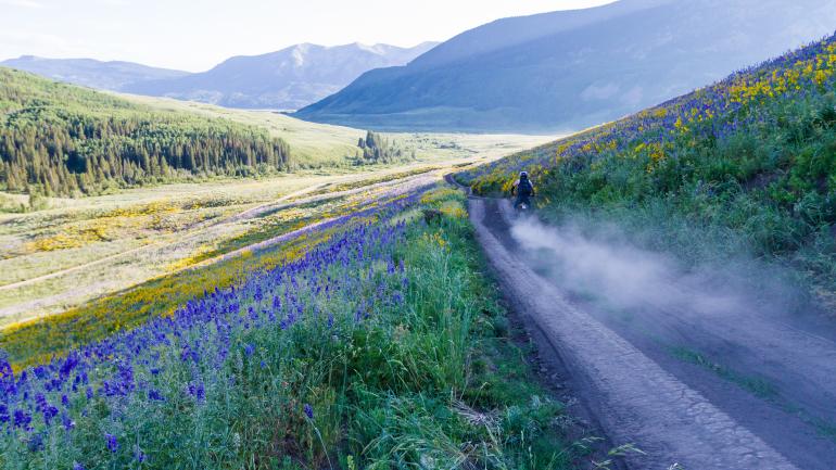 克雷斯特德比特附近甘尼森谷内一条土路旁五彩缤纷的鲜花 克雷斯特德比特附近甘尼森谷内一条土路旁五彩缤纷的鲜花